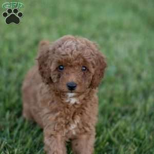 Montana, Mini Goldendoodle Puppy